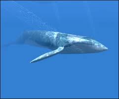 Endangered Blue Whale